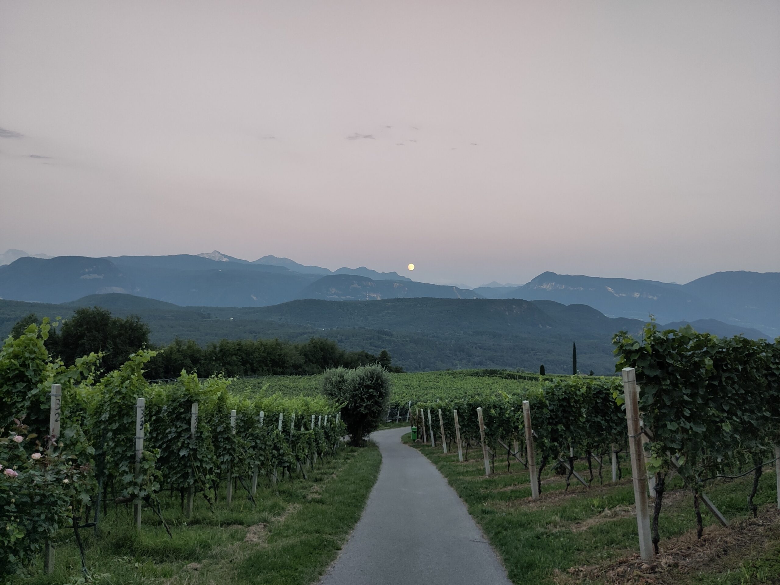 Weg durch Weinberge bergab. Im Hintergrund, am Horizont Berge mit Vollmond.